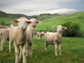 Beautiful Sheep Analog Pictures (5)