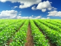 agriculture_1