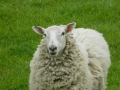 cute-sheep-pictureshome-keeping-hearts--cute-sheep-xqot1n7i